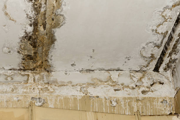 Best Mold Prevention Services  in Lakeside, TX